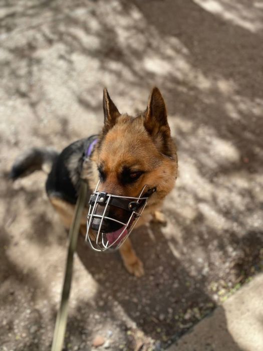 Продается Немецкая овчарка Актобе