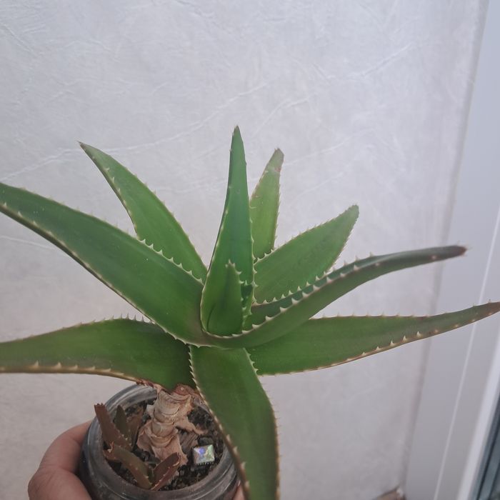 Градински флокс, стайни кактуси