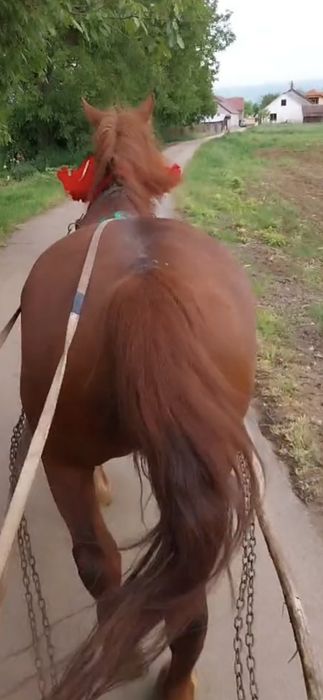 Vând iapa cu ham și căruță Urgent