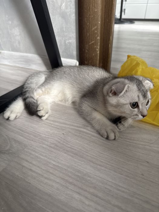 котята британские шиншиллы