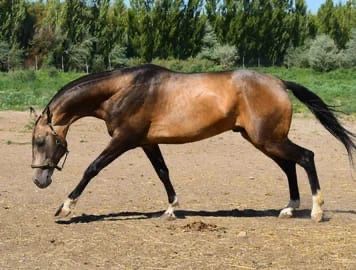 Ахалтекинские лошади