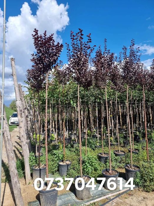 Robinia pseudoacacia umbraculifera- catalpa globulara