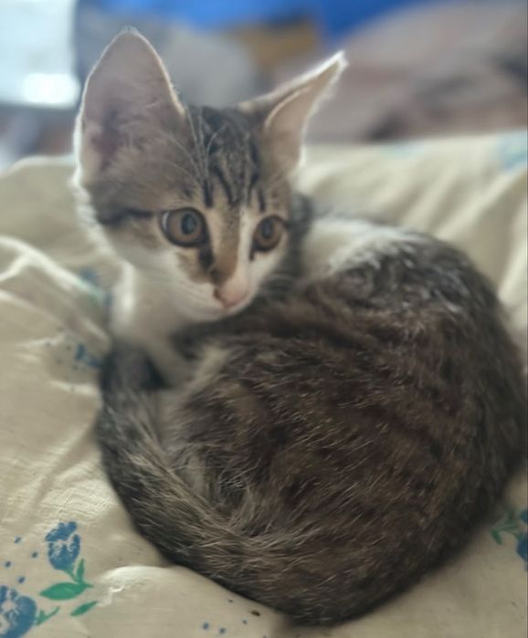 Девочка 3 месяца кошка
