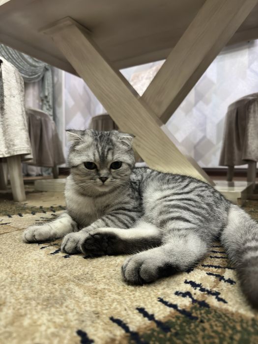 Скотиш фолд 5 месяцев