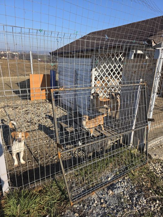 Donez catei de talie mica