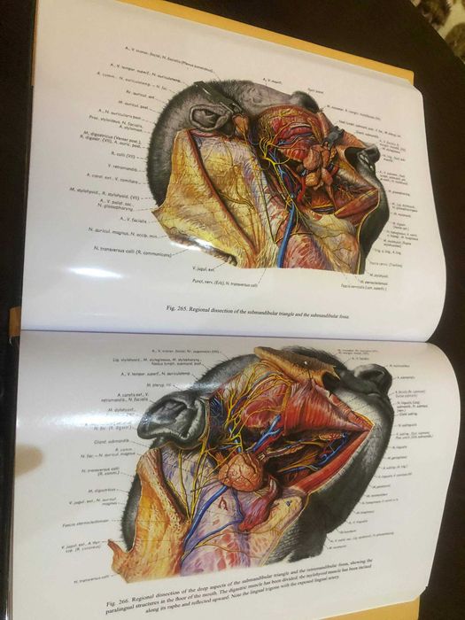 Топографический Атлас по анатомии Эдуарда Пернкопфа Том 1 Голова и Шея