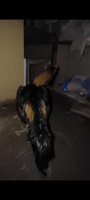 dakan horoz дакан хороз