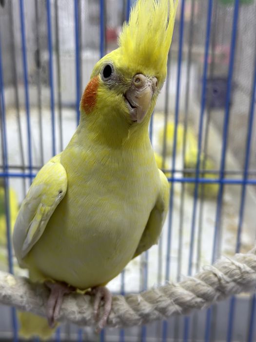 Попугаи кореллы