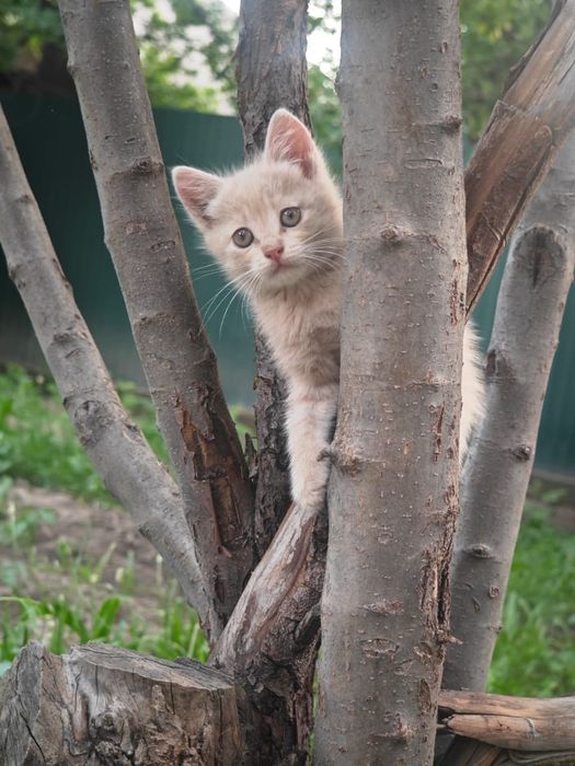 Отдам котят в добрые руки!!!