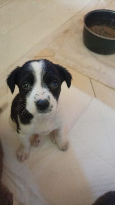 Собачки ищут дом!