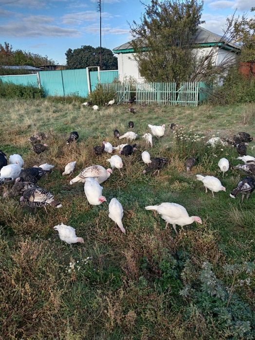 Продам индюков домашних