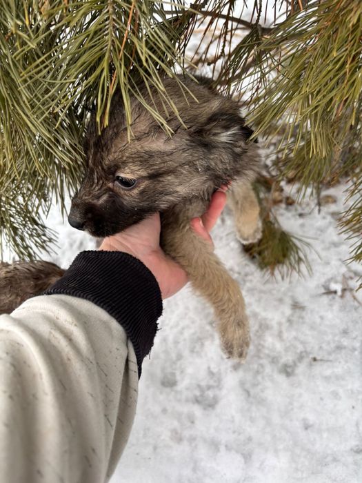 Ищем дом для щенят