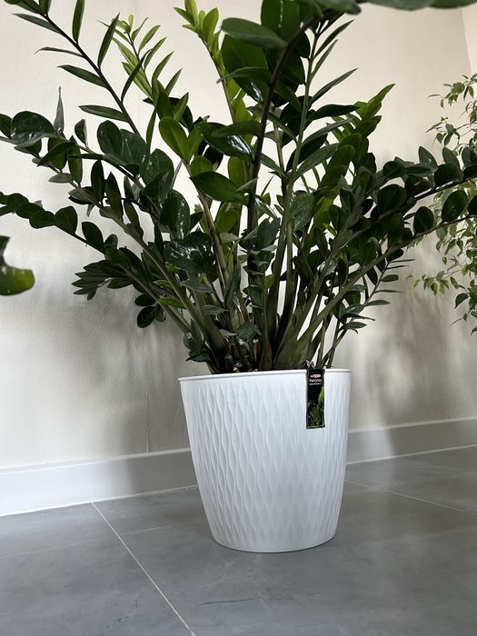 Долларовый цветок