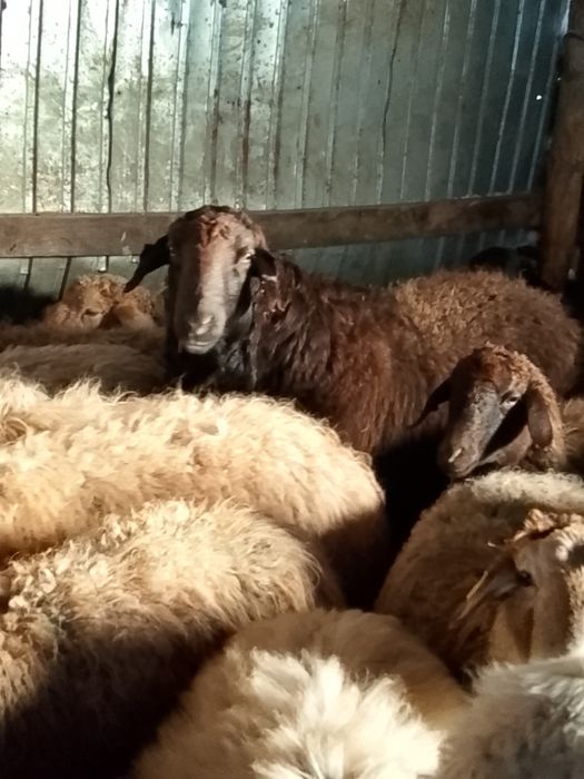 Қошқар (баран) производитель 4 года