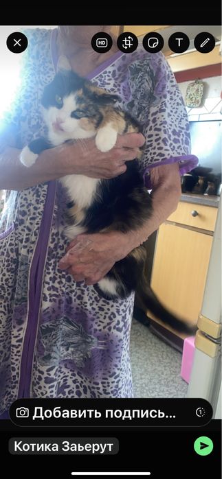 мышелов  Котики мальчики и девочки