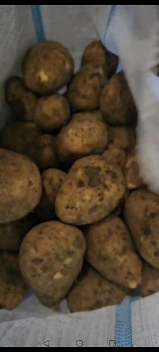 картофель продам оптом