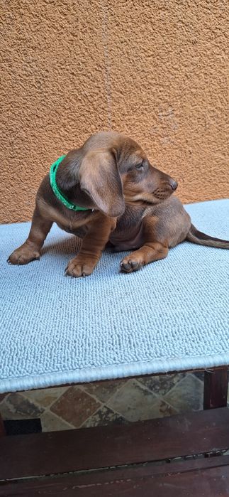 Cățel teckel (dachshund)