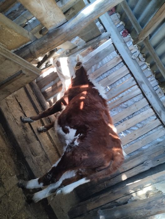 Продам первотёлку