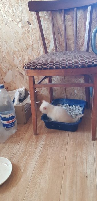 Котенок в добрые руки