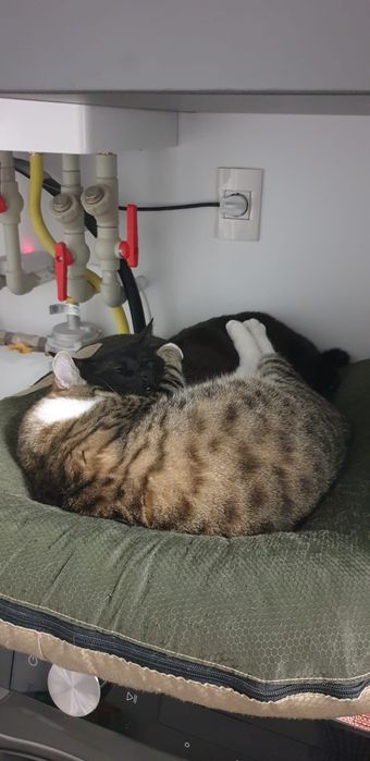 Donez 2 pisicute o fata și un motan