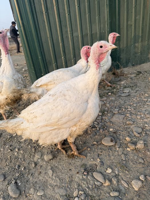 Продаются индюки на мясо