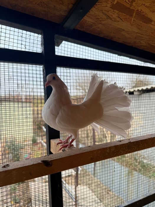 Голуби белый павлин