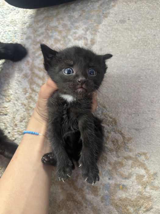 Отдам котят за шоколадку