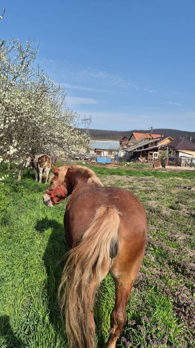 De vânzare iapa 10 ani