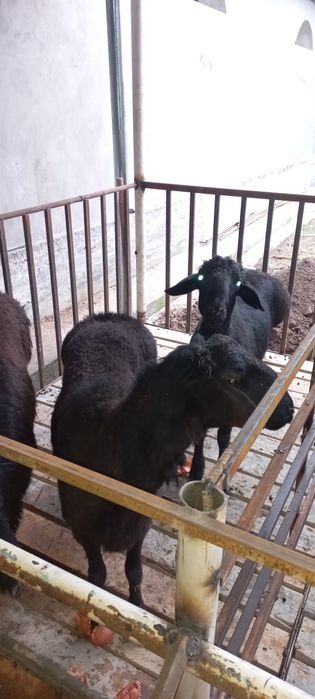 Кучкорлар сотилади