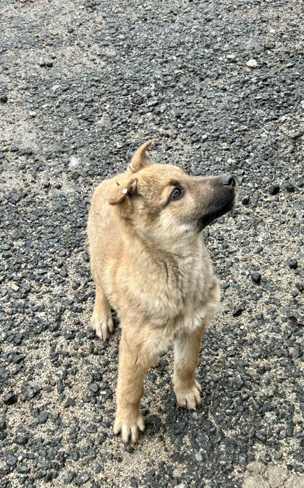 Отдам в добрые руки