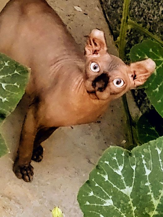 Вязка .Ташкент .Сфинкс Эльф