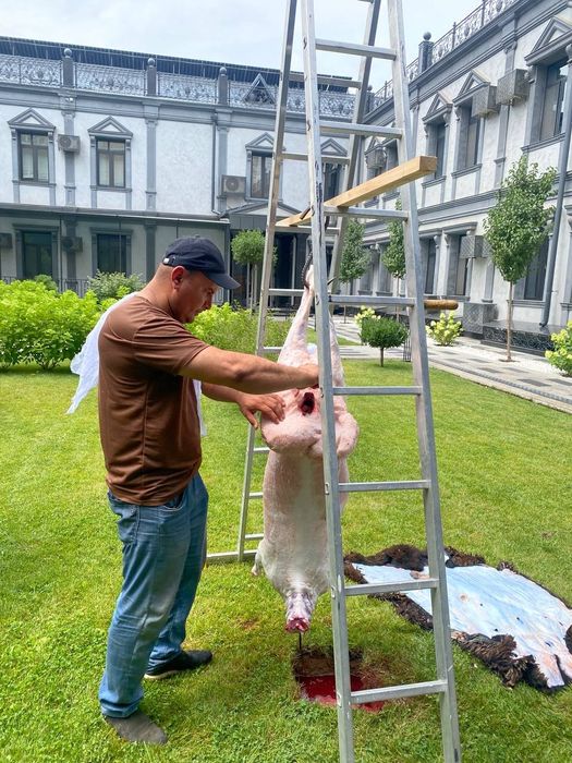 Qasob service xizmati, Tayyor qo'ylar bor