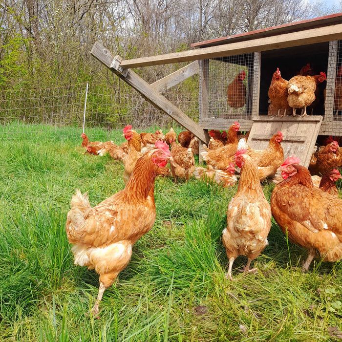 Кокошки носачки свободно отглеждани