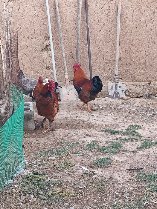 Продам молодых петушков