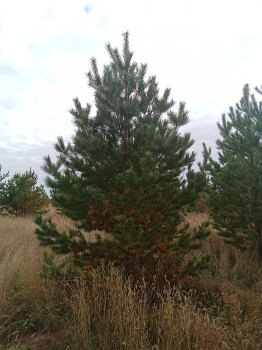 Сосны обычные и крымские