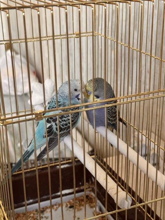 попугай сатылады.