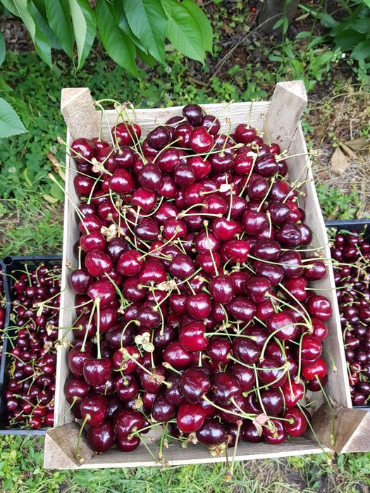 5ha Livada Ciresi la 100 km de București