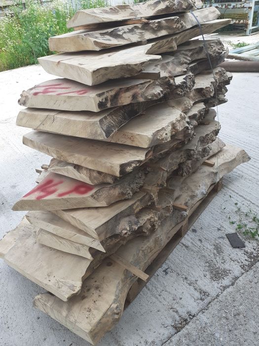 Blat blana Plop bubos uscat ideal masa cafea  semiprelucrat.