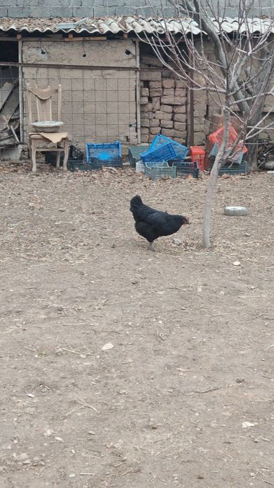 Astralop ruminya tuxumlari sotiladi va zakaz olinadi