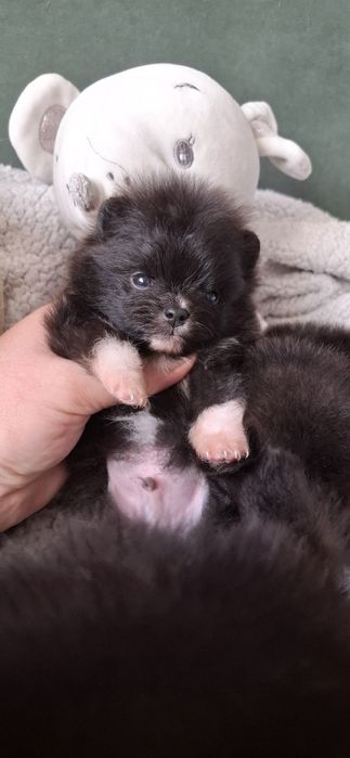 Шикарные щенки шпица