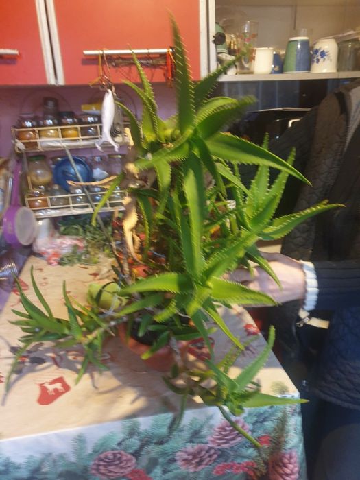 Vând aloe Vera doar trebuie schimbat ghiveciului ca este prea mic