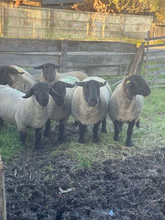 Vand oi Suffolk cu certificat de origine - linie irlanda