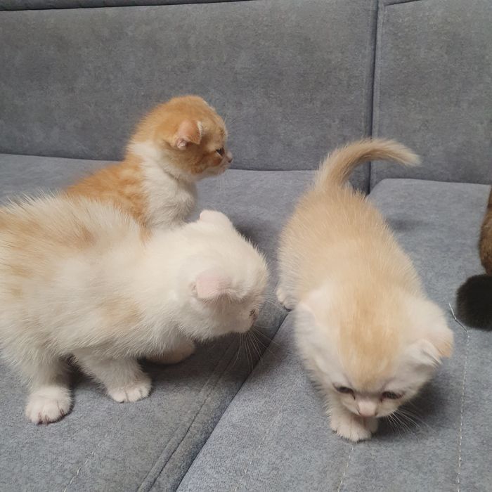 Продам вислоухих котят 2 девушки 1 мальчик