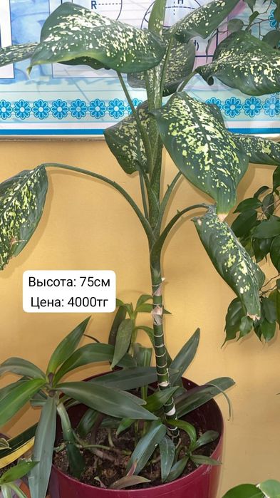 Комнатные цветы разные