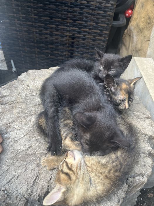 Подаравям малки котета