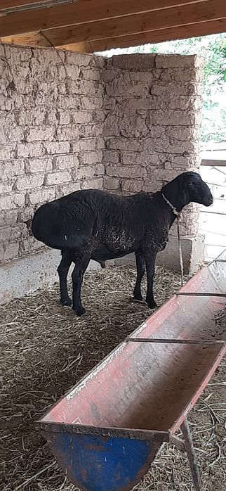 Хисори кучкор сотилади. Насилга