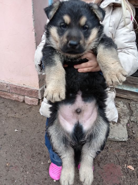 Продаются немецкие овчарки