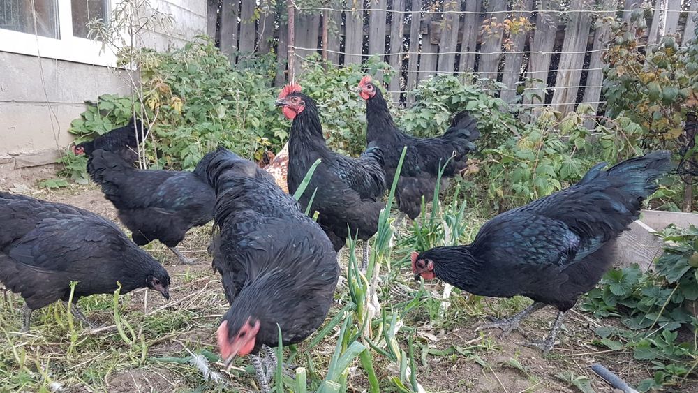 Продам молодых петушков