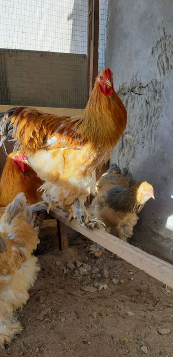 Брама хўрозлар сотилади