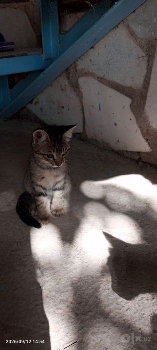 Отдам котят в хорошие руки